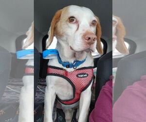 Beagle Dogs for adoption in Dunnellon, FL, USA