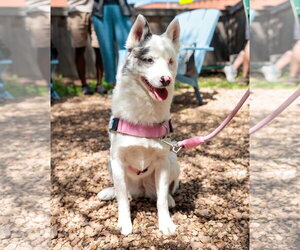 Kensi - Female Pomsky Dog for Adoption - Photo #7