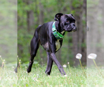 Small #4 Boxer