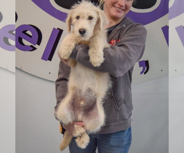 Medium Photo #4 Mutt Puppy For Sale in Huntley, IL, USA