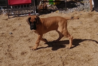 Great Dane Puppy for sale in RENO, NV, USA