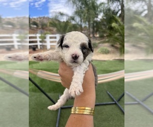Aussiedoodle Miniature Puppy for sale in MENIFEE, CA, USA