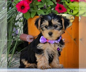 Yorkshire Terrier Puppy for sale in EAST EARL, PA, USA