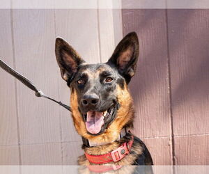 German Shepherd Dog-Unknown Mix Dogs for adoption in Lake Forest, CA, USA