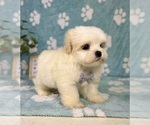 Small #5 Mal-Shi