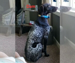 Mother of the German Shorthaired Lab puppies born on 05/05/2025