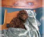Small Photo #1 Poodle (Toy) Puppy For Sale in LE MARS, IA, USA