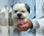 Small #2 Shih Tzu Mix