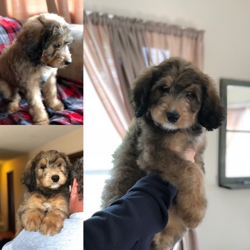 Medium Photo #1 Bernedoodle Puppy For Sale in LORETTA, WI, USA