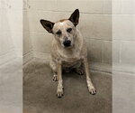 TOBY - Male Mutt Dog for Adoption - Small photo