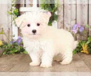 Maltese Puppy for sale in MOUNT VERNON, OH, USA