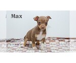Small #12 Chihuahua