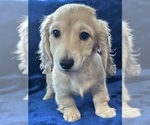 Small #9 Dachshund