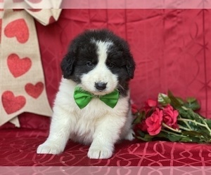 Border Collie-Maremma Sheepdog Mix Puppy for sale in LANCASTER, PA, USA