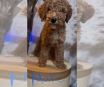 Image preview for Ad Listing. Nickname: Goldendoodle