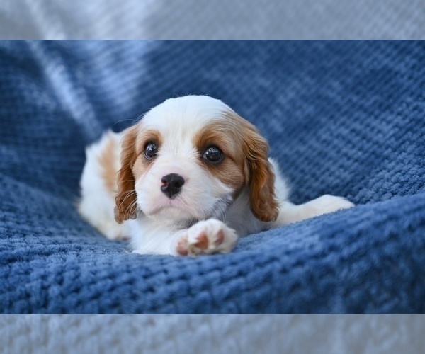 Medium Photo #3 Cavalier King Charles Spaniel Puppy For Sale in SUGARCREEK, OH, USA