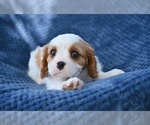Small #2 Cavalier King Charles Spaniel