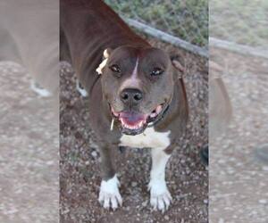 Dorothy - Female Mutt Dog for Adoption - Photo #2