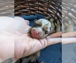 Small Photo #8 Miniature Australian Shepherd Puppy For Sale in SPENCER, TN, USA