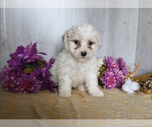 Bichon Frise Puppy for sale in DRESDEN, OH, USA