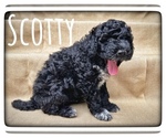 Small Photo #1 Portuguese Water Dog Puppy For Sale in RIGBY, ID, USA