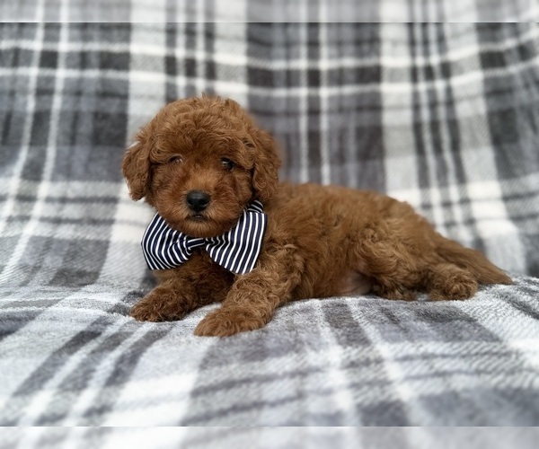 Medium Photo #3 Cavapoo (Miniature) Puppy For Sale in LAKELAND, FL, USA