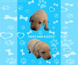 Labrador Retriever Puppy for sale in PICAYUNE, MS, USA