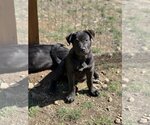 Small Photo #5 Mutt Puppy For Sale in Redmond, WA, USA