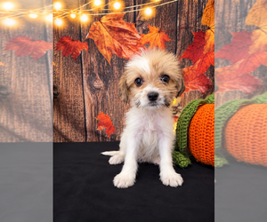 ShihPoo Puppy for sale in MORENO VALLEY, CA, USA