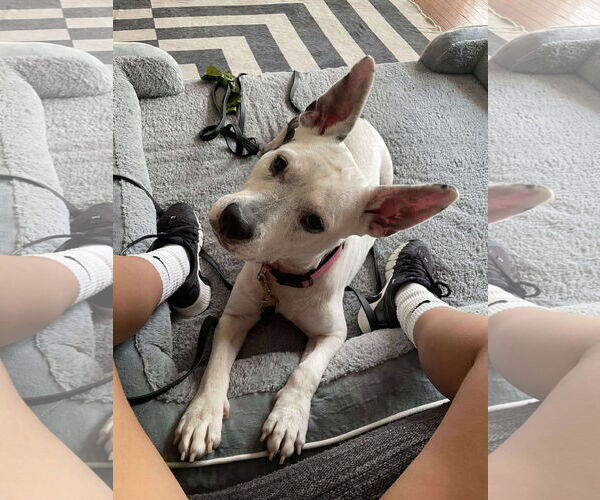 Medium Photo #13 American Pit Bull Terrier-Unknown Mix Puppy For Sale in Derwood, MD, USA