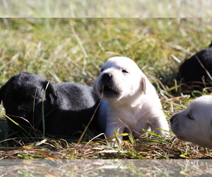 Labrador Retriever Puppy for sale in TAMPA, FL, USA