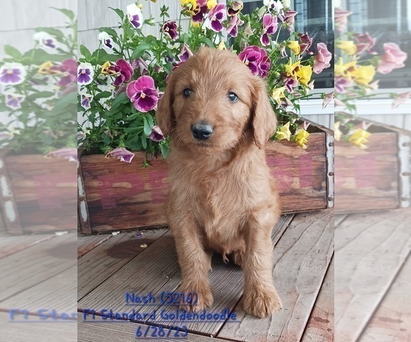 Medium Photo #1 Goldendoodle Puppy For Sale in TOPEKA, IN, USA
