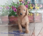 Small Photo #1 Goldendoodle Puppy For Sale in TOPEKA, IN, USA