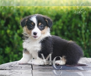 Pembroke Welsh Corgi Puppy for sale in ANDALUSIA, AL, USA