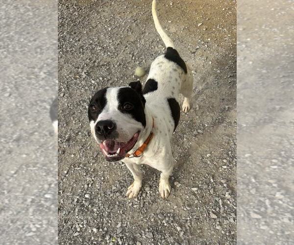 Medium Photo #7 Mutt Puppy For Sale in Evansville, IN, USA
