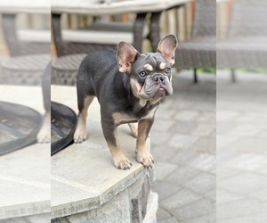 French Bulldog Puppy for Sale in CARVER, Oregon USA