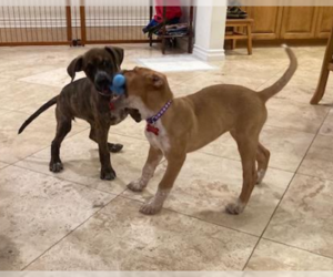 Millie - Female Boxer-Unknown Mix Dog for Adoption - Photo #2
