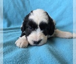 Small #9 Aussiedoodle