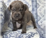 Small #1 Cane Corso