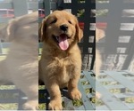 Image preview for Ad Listing. Nickname: Max