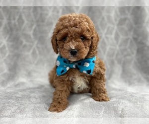 Cavapoo Puppy for sale in LAKELAND, FL, USA