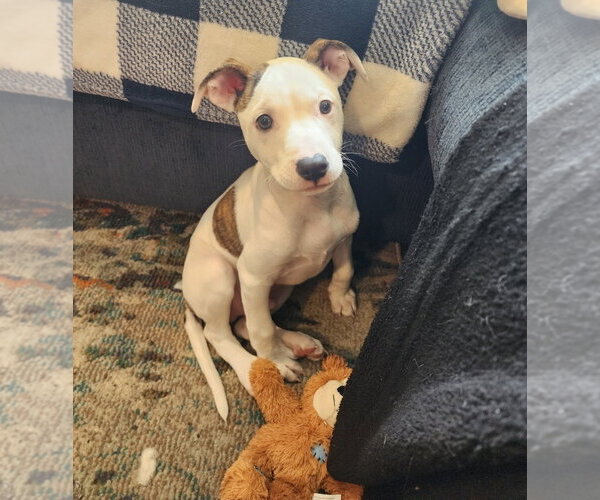 Medium Photo #1 American Pit Bull Terrier-American Staffordshire Terrier Mix Puppy For Sale in Chester, VA, USA