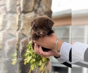 Aussiedoodle Miniature Puppy for sale in TAMPA, FL, USA