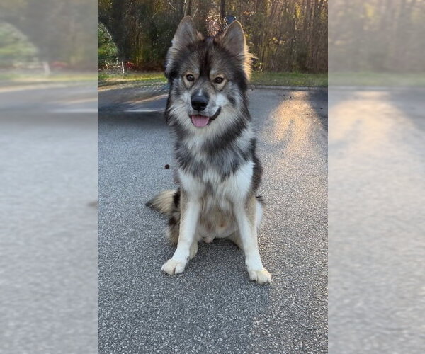 Medium Photo #2 Alaskan Malamute-Keeshond Mix Puppy For Sale in Newfoundland, PA, USA