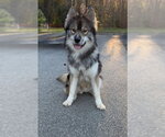 Small #1 Alaskan Malamute-Keeshond Mix