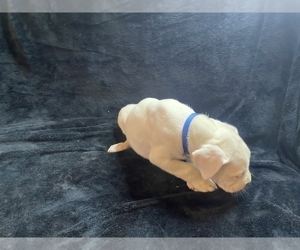 Medium Photo #7 Dogo Argentino Puppy For Sale in EDMOND, OK, USA