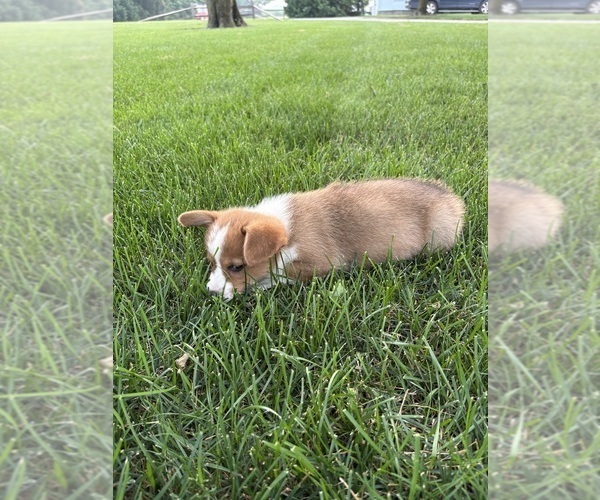Medium Photo #30 Pembroke Welsh Corgi Puppy For Sale in MILFORD, IN, USA