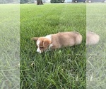 Small Photo #30 Pembroke Welsh Corgi Puppy For Sale in MILFORD, IN, USA