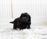 Small Photo #3 Morkie-Poodle (Toy) Mix Puppy For Sale in WARSAW, IN, USA