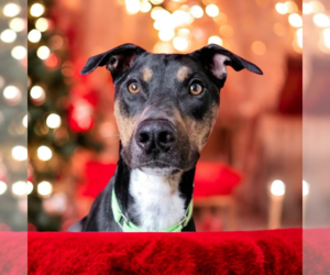 German Pinscher-Unknown Mix Dogs for adoption in Vail, AZ, USA